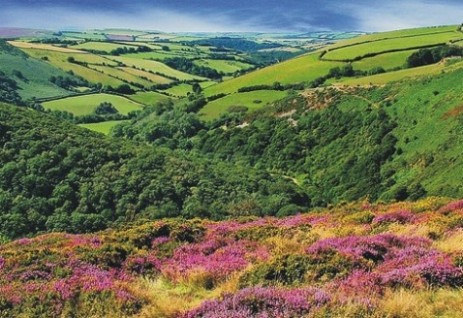 View of the heather on Exmoor